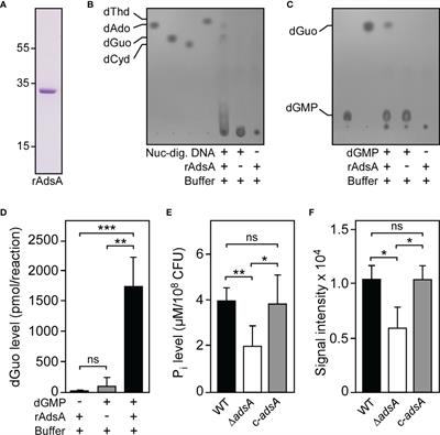 Staphylococcus aureus Multiplexes Death-Effector Deoxyribonucleosides to Neutralize Phagocytes